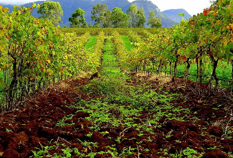 Hunter Valley Wine Region