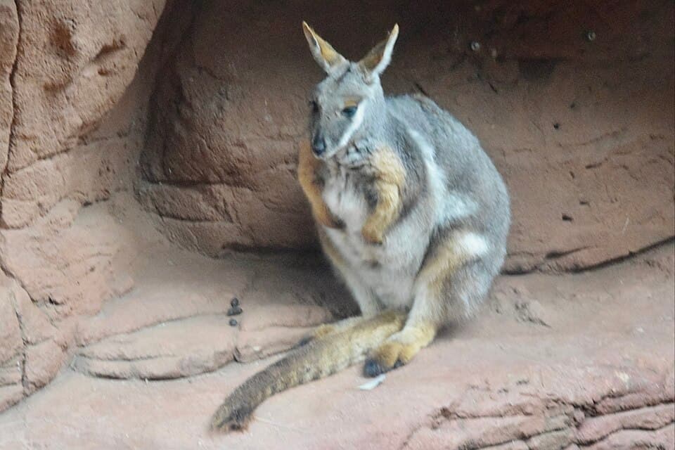 WILD LIFE Sydney Zoo
